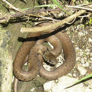 Image of Grass snakes