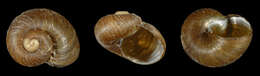 Image of Paryphantopsis abstrusa Slapcinsky 2005