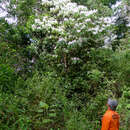 Image of Miconia hypoleuca (Benth.) Triana