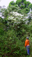 Image of Miconia hypoleuca (Benth.) Triana