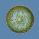 Image of Coscinodiscus centralis