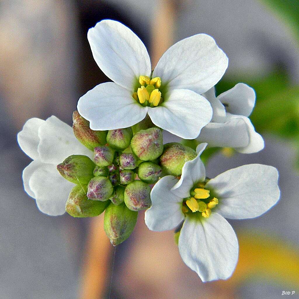 Image de Cakile lanceolata (Willd.) O. E. Schulz