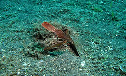 Image of Ghost pipefish