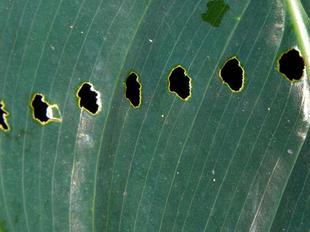 Image of Goeppertia vinosa (H. Kenn.) Borchs. & S. Suárez