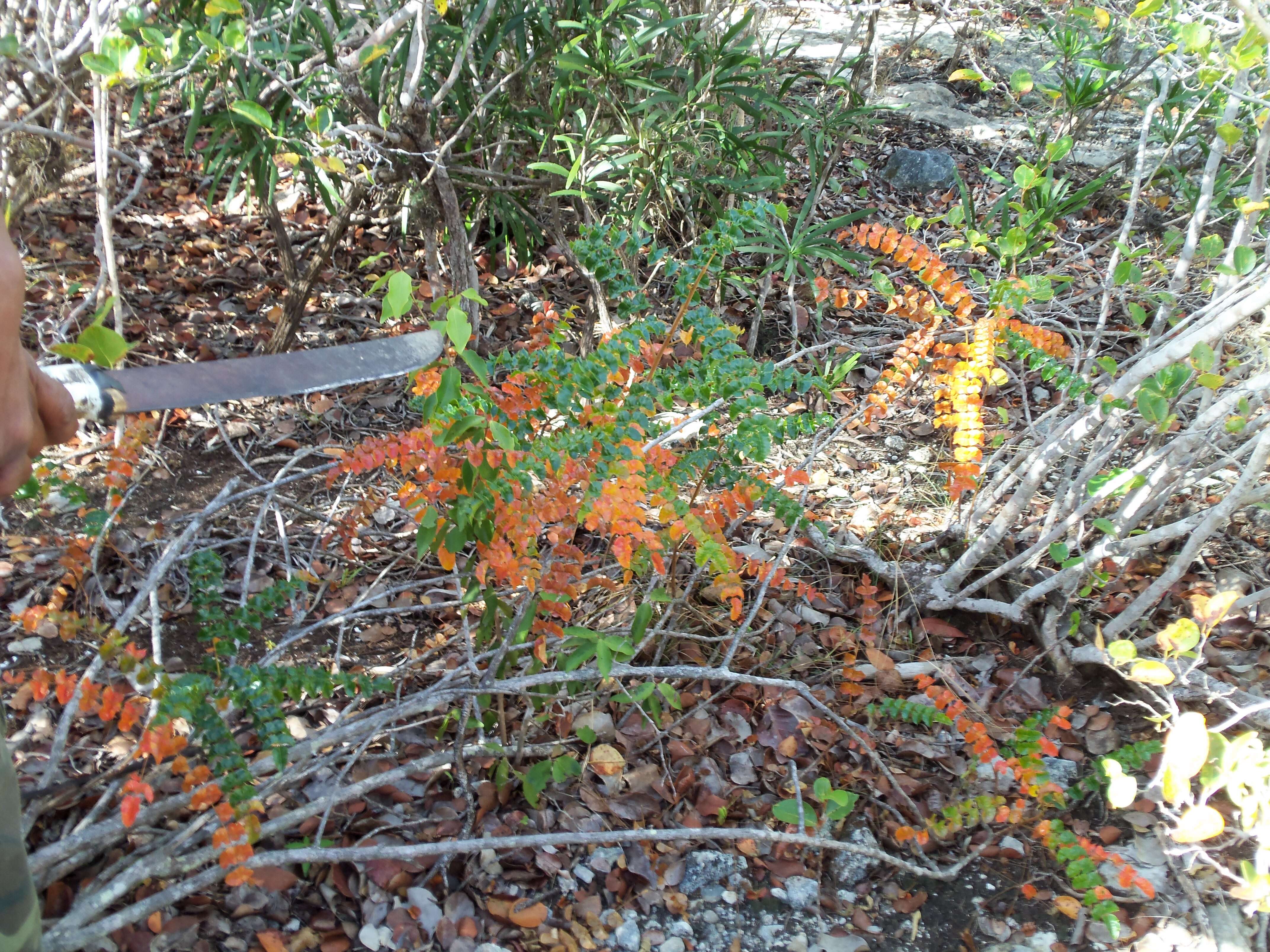 Image de Comocladia dodonaea (L.) Urban