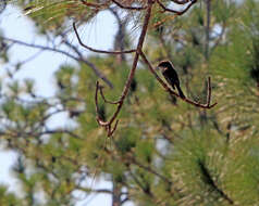 Image of Eastern Phoebe