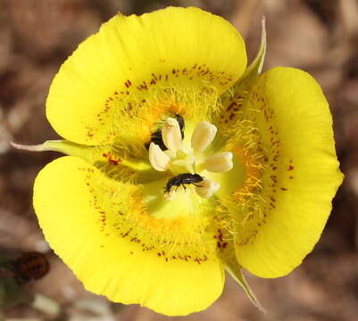 Image de Calochortus luteus Douglas ex Lindl.