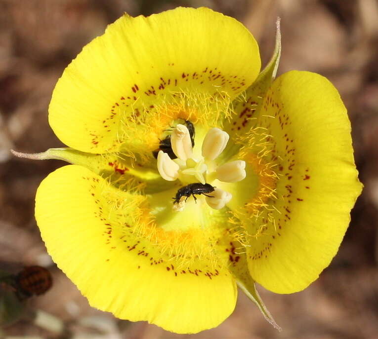 Image of mariposa lily