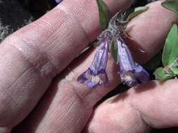 Image of Harbour's beardtongue