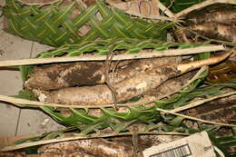 Image of cassava