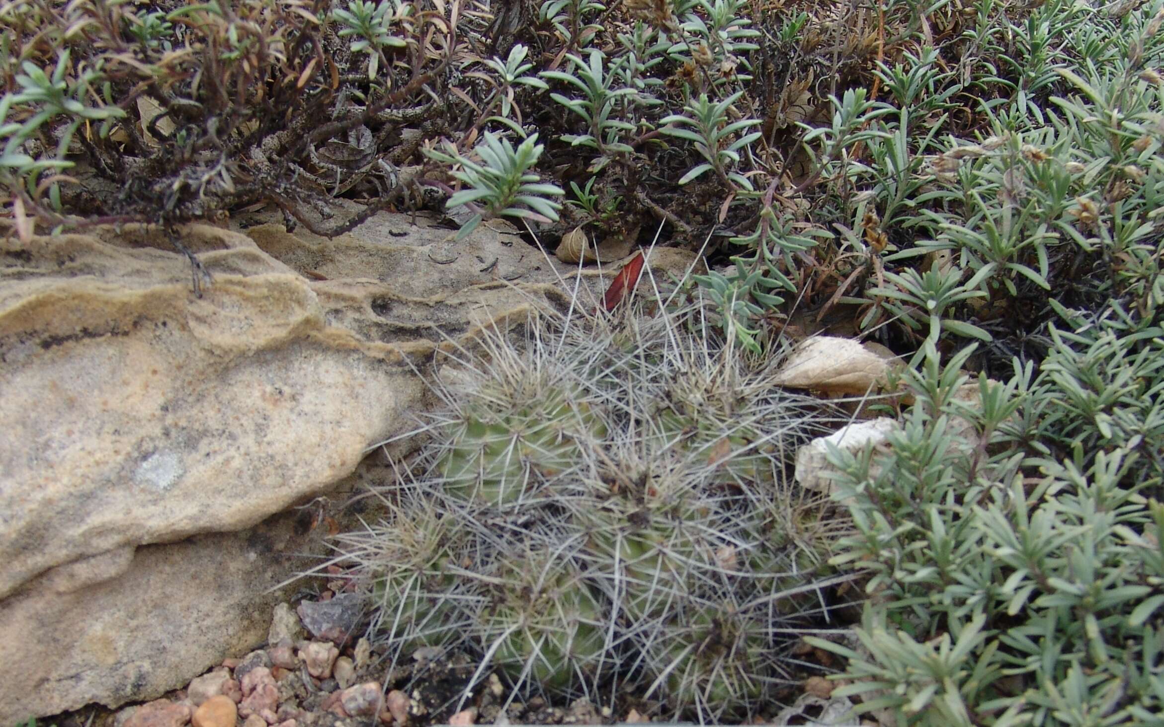 Image de Echinocereus coccineus Engelm.