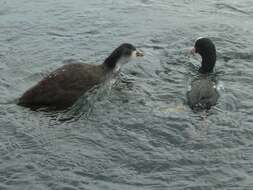 Image of Common Coot