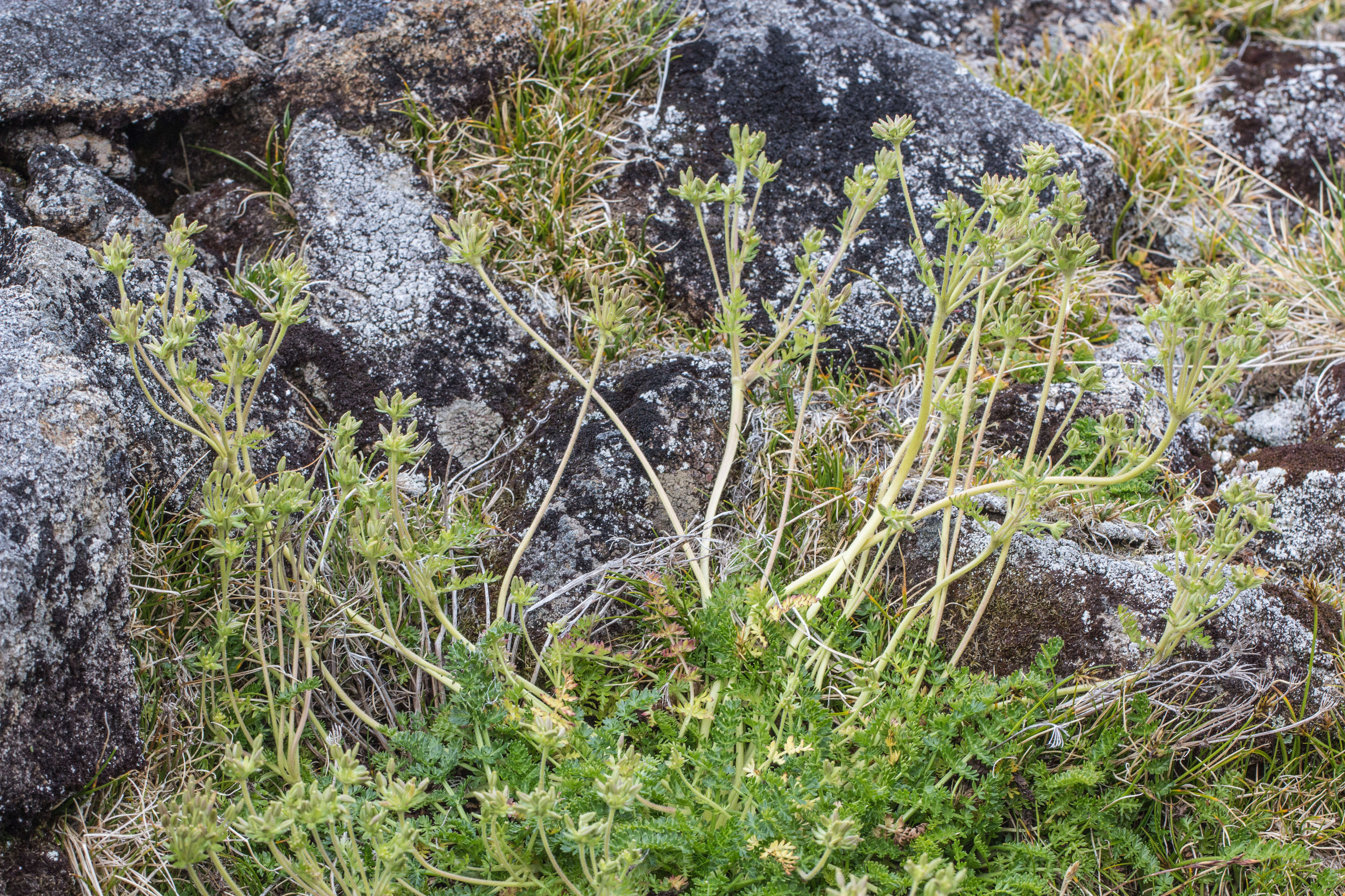 Imagem de Chaerophyllum sessiliflorum (Hook. fil.) K. F. Chung