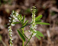 Image of Sweet Clover