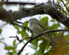 Image of Vireo Vieillot 1808