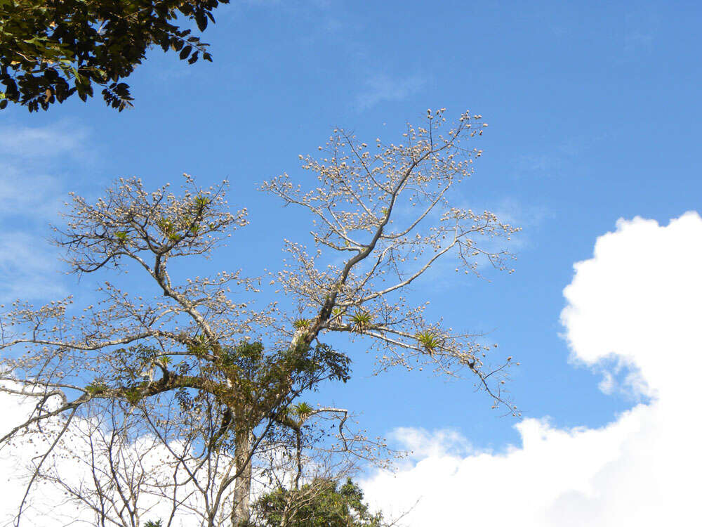 Image of ceiba