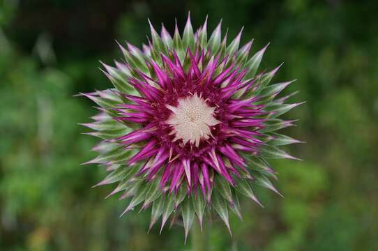 Image of Musk Thistle