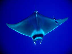 Image of Mobula ray