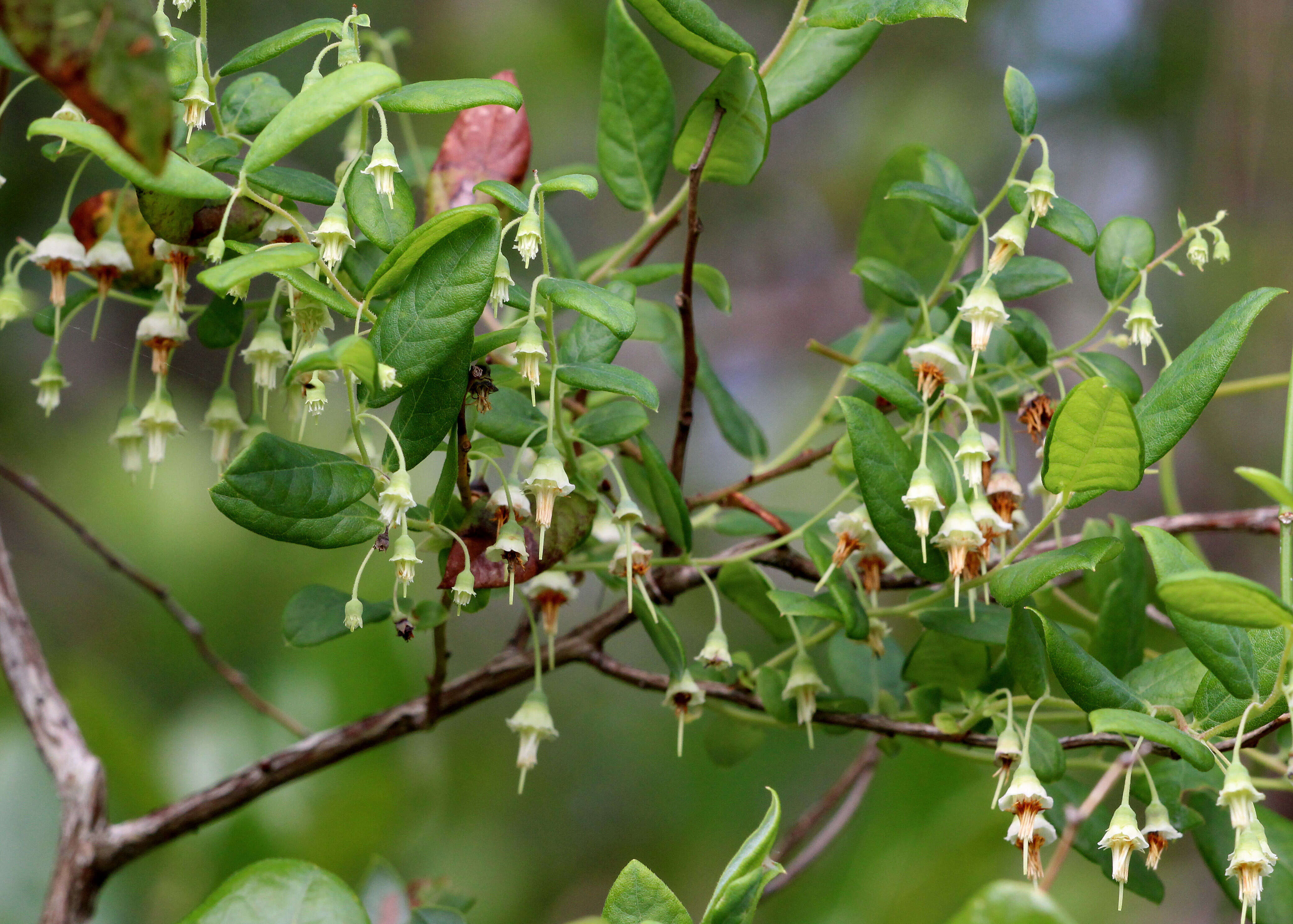 Vaccinium stamineum L.的圖片