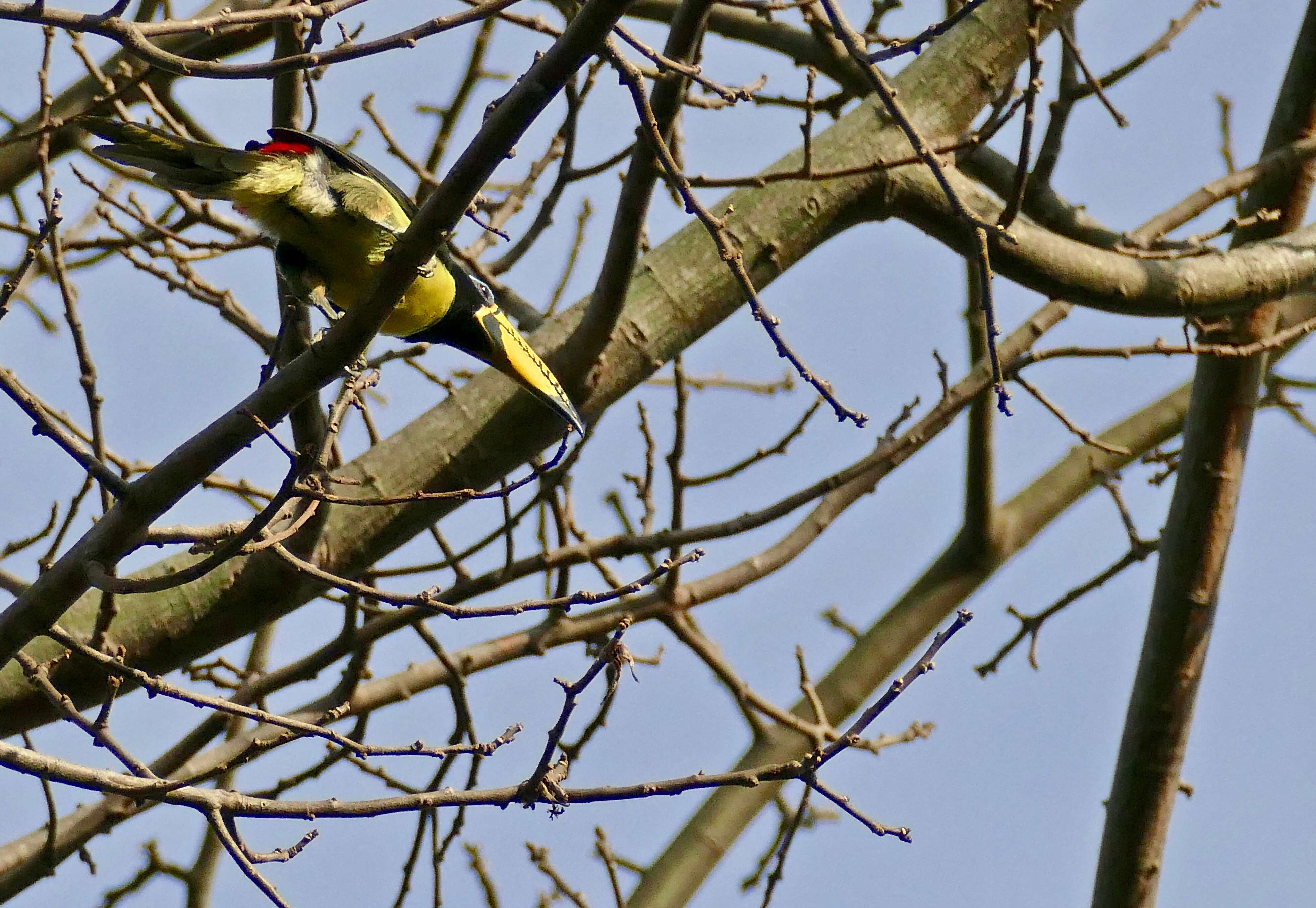 Image of Aracari