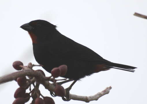 Image of Lesser Antillean Bullfinch