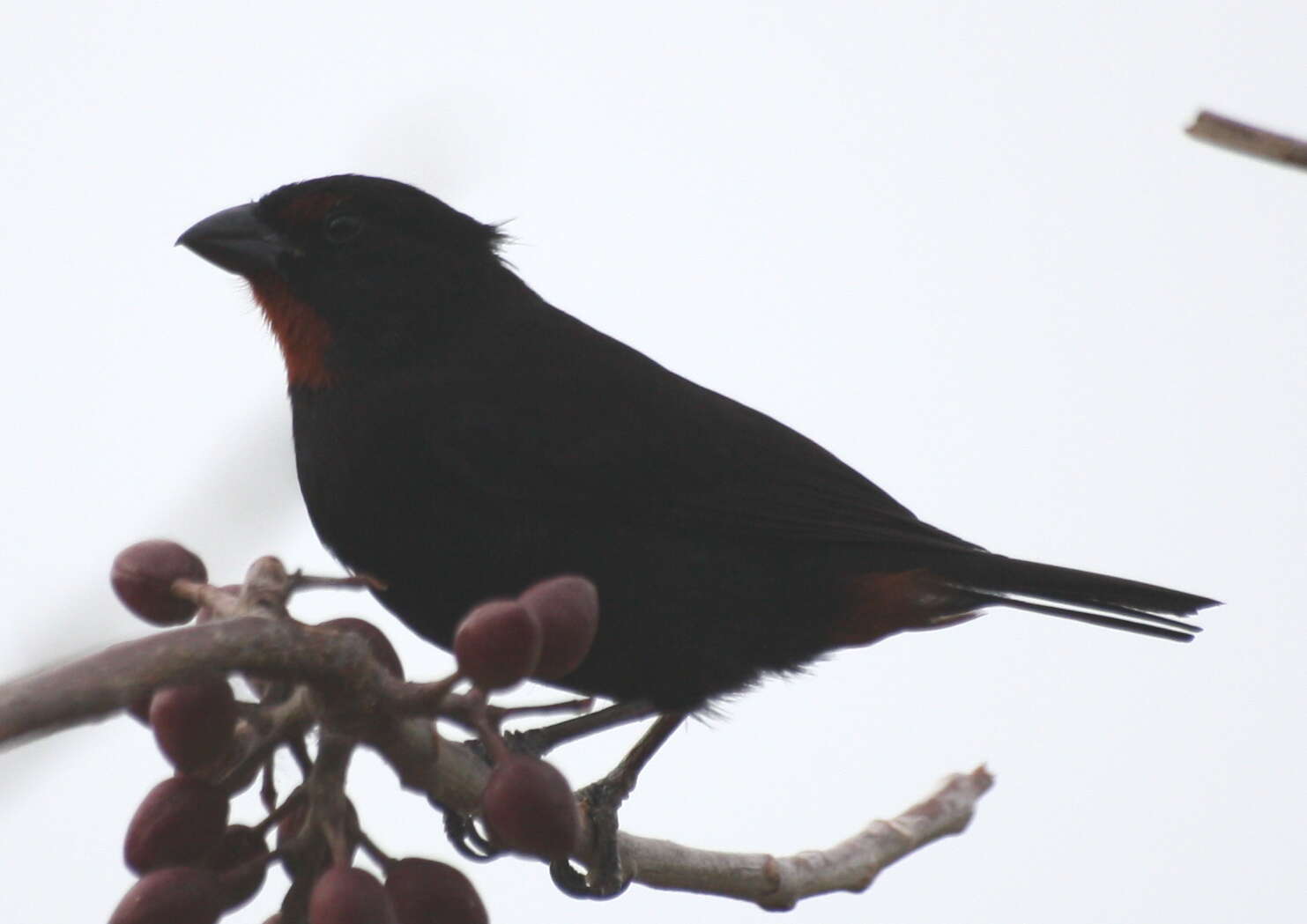 Image of Antillean bullfinches