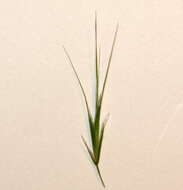 Image of brome