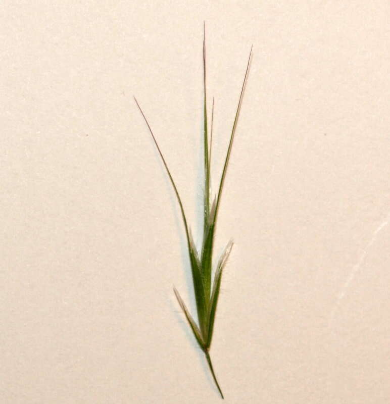 Image of brome