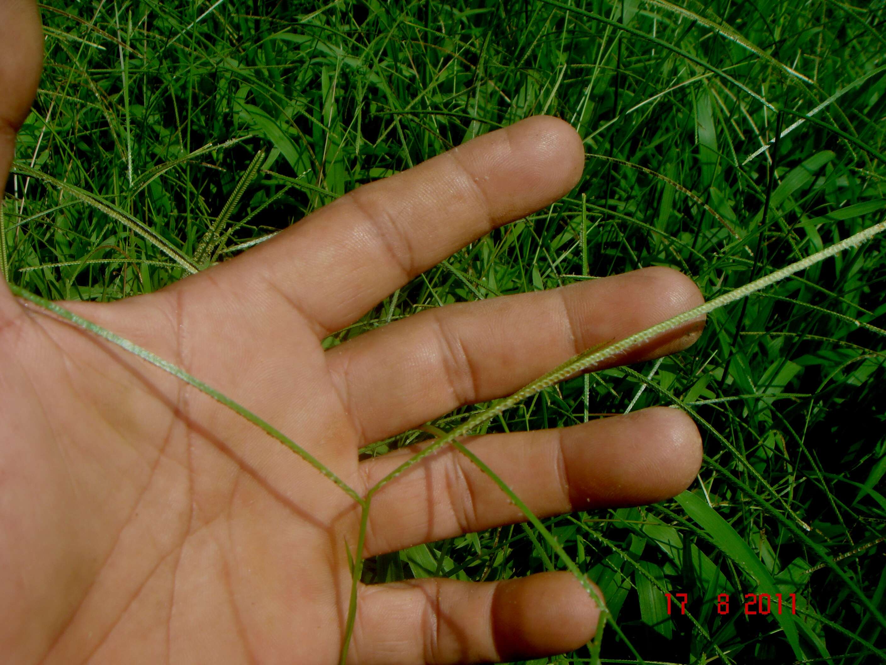 Image of crowngrass