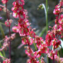 Image of Rumex