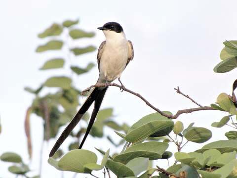 Image of Fork-tailed Flycatcher