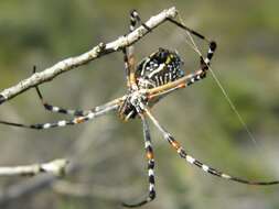 Image of Florida Argiope