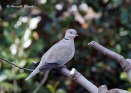 Image of Collared Dove