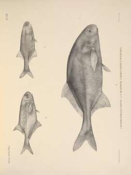 Image of Petrocephalus