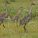 Image of Grus canadensis