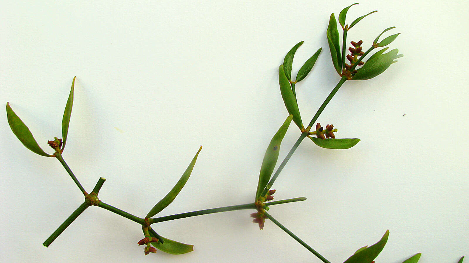 Image of Mistletoe