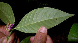 Image of Psychotria platypoda DC.