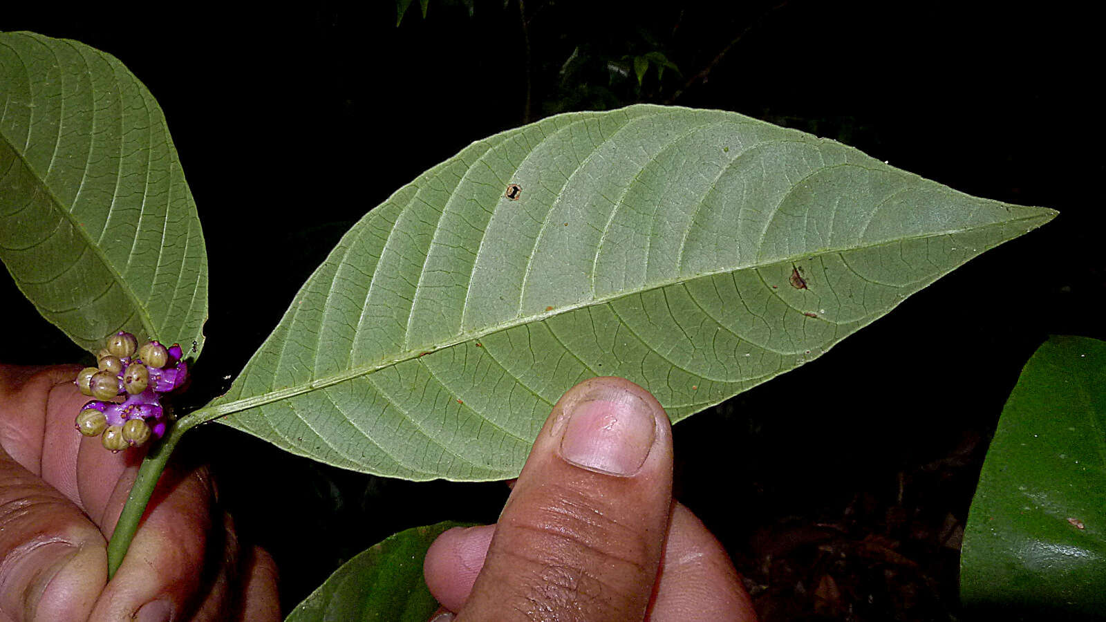 Plancia ëd Psychotria platypoda DC.