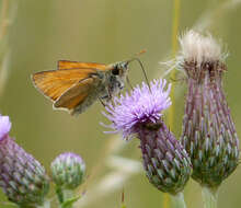 Image of small skipper