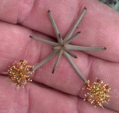 Image of Big Pine biscuitroot