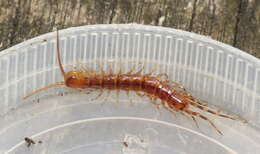 Image of Stone Centipedes