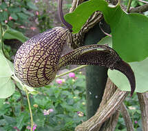 Image de Aristolochia ringens Vahl