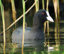 Image of Common Coot