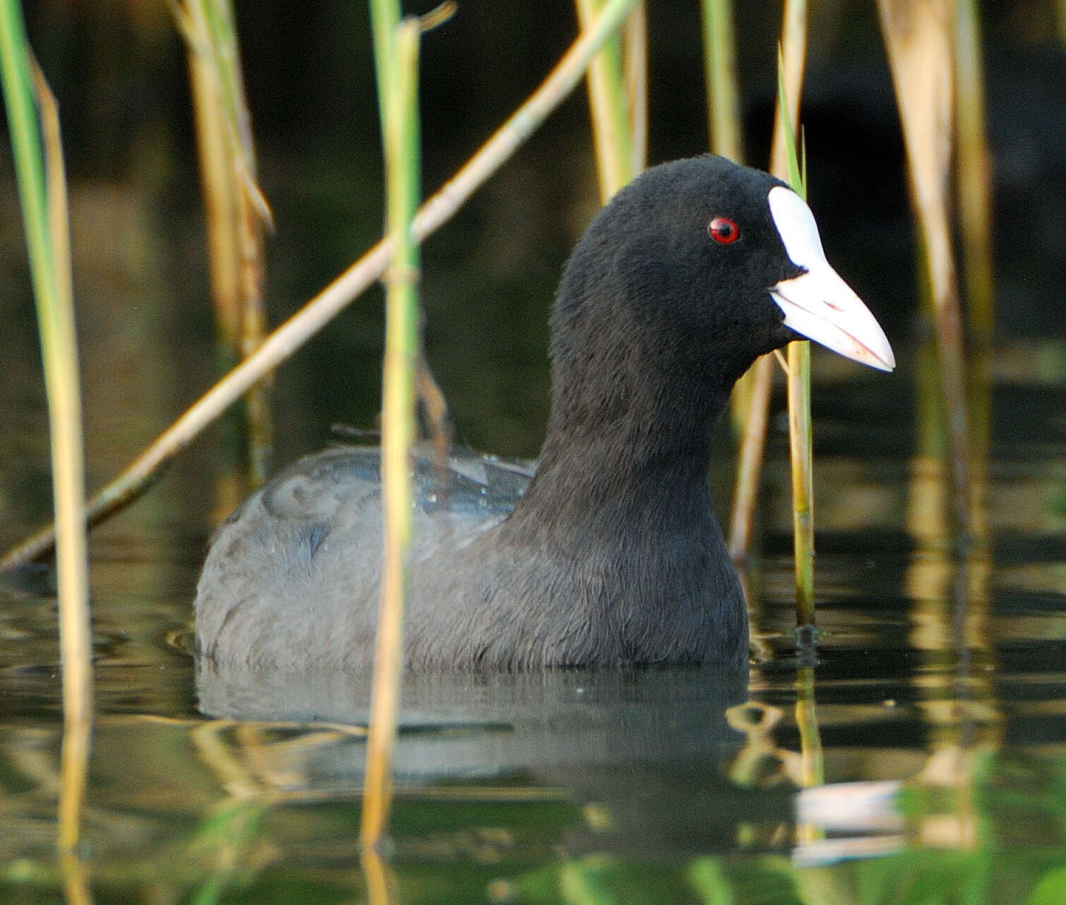 Image of Common Coot