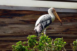 Image of Painted Stork