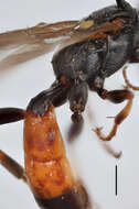 Image of Ichneumon