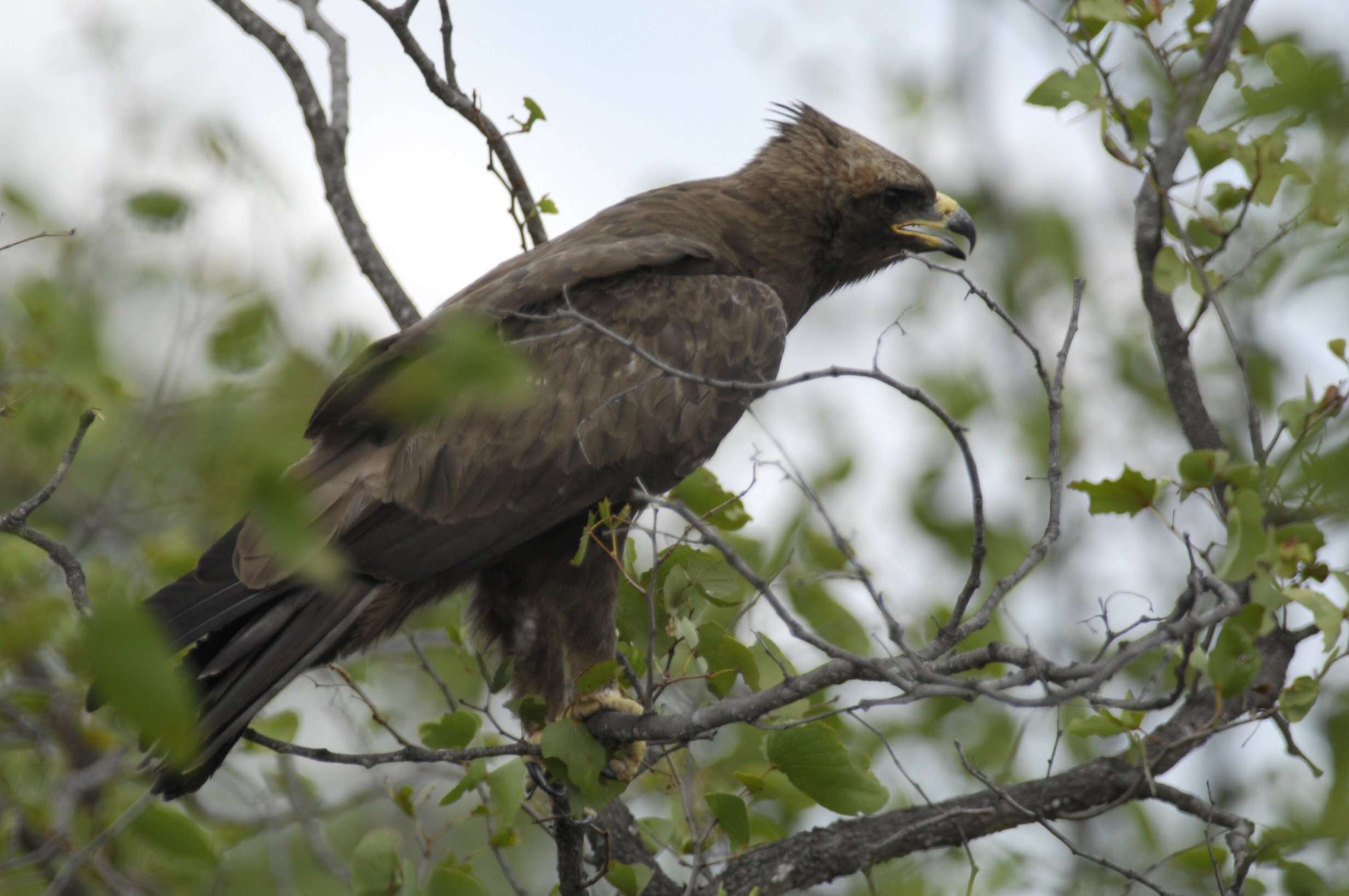 Image of Wahlberg's Eagle