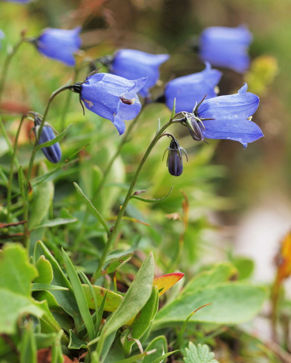 Image of Scheuchzer's Bellflower