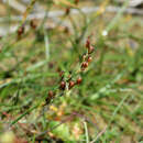 Image de Juncus gerardii Loisel.