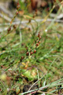 Juncus gerardii Loisel.的圖片